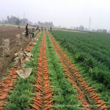 Baby Fresh Carrots de China en 2016